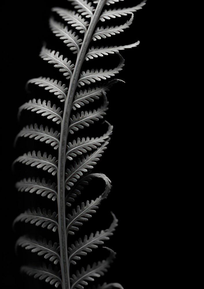A fern leaf black monochrome darkness.