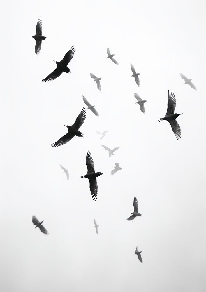 A lot of birds in the sky animal motion flying.