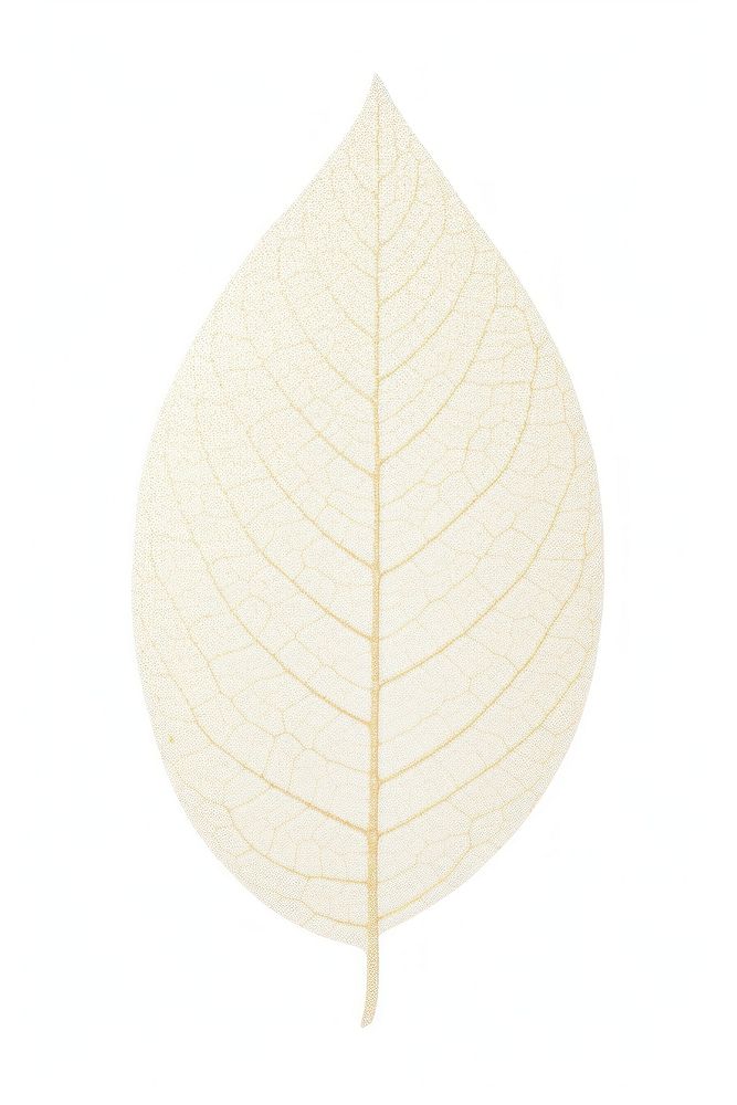 A tree leaf plant white background simplicity.