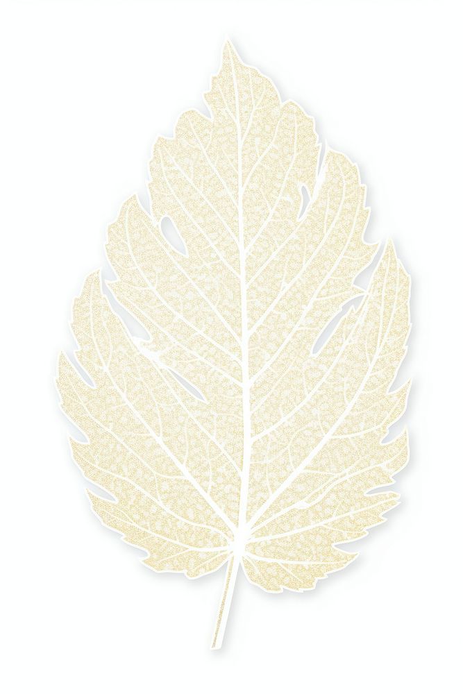 A tree leaf plant white background sycamore.