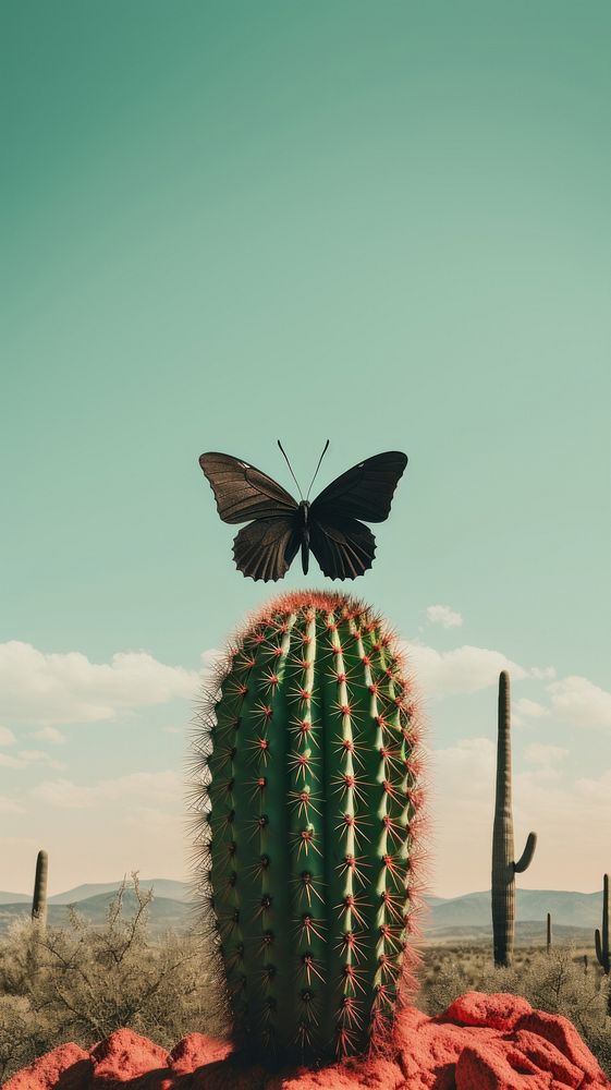 Cactus spikes butterfly animal plant.