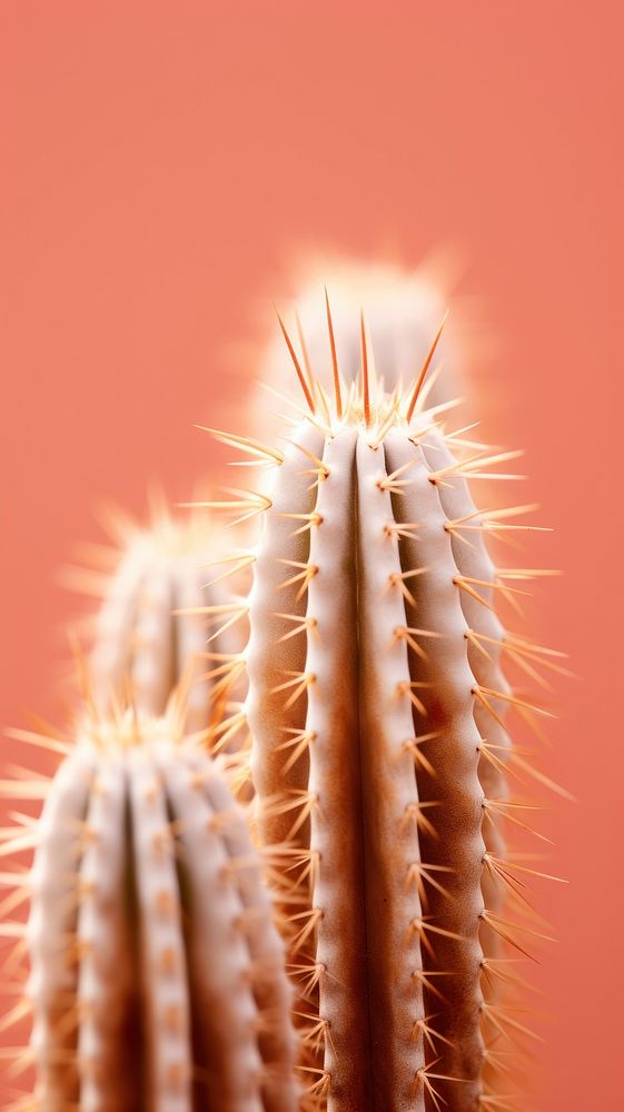 Cactus spikes plant nature desert.