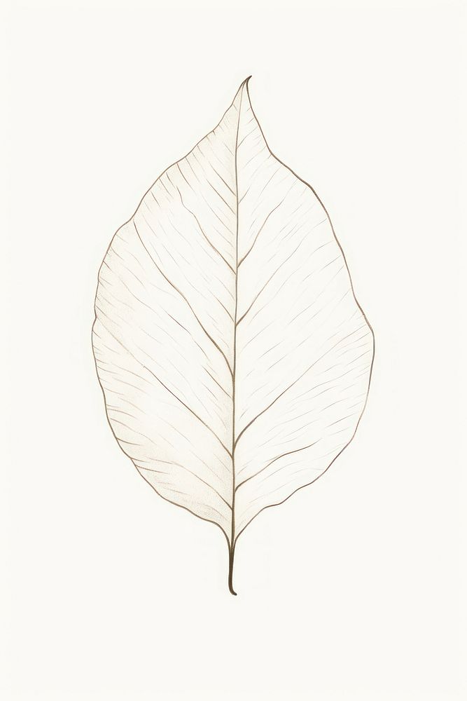 A tree leaf plant white line.