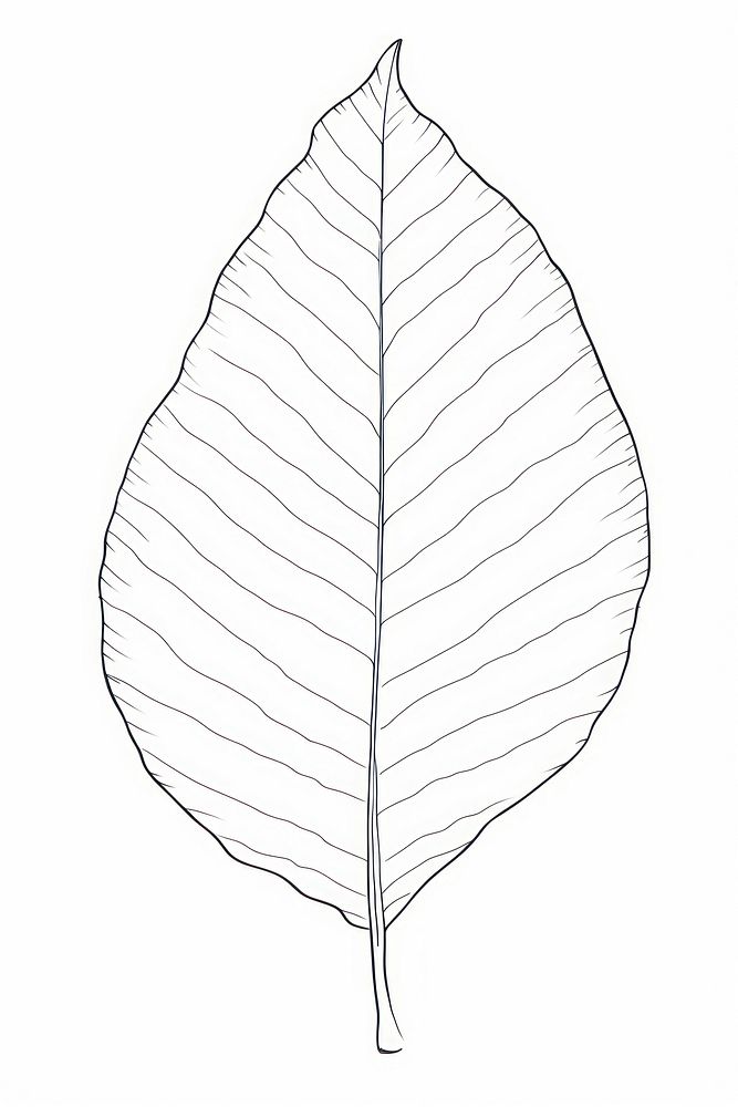 A tree leaf drawing sketch plant.