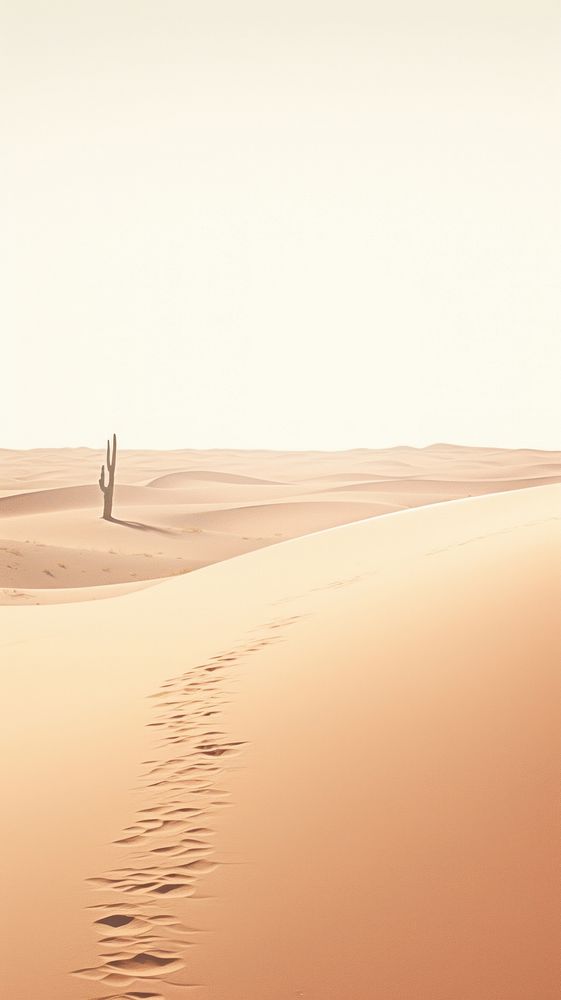Cactus desert outdoors horizon.