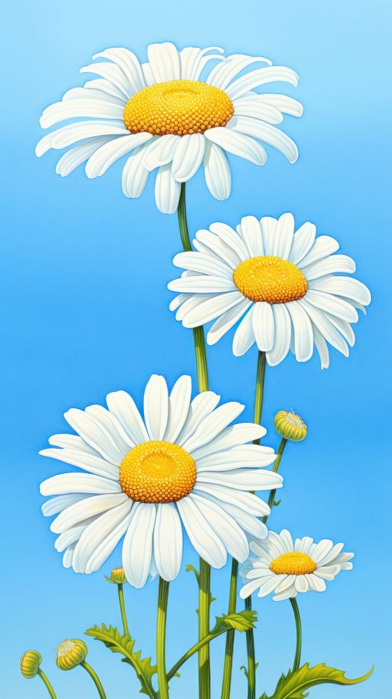 Illustration of a daisy flower plant inflorescence.