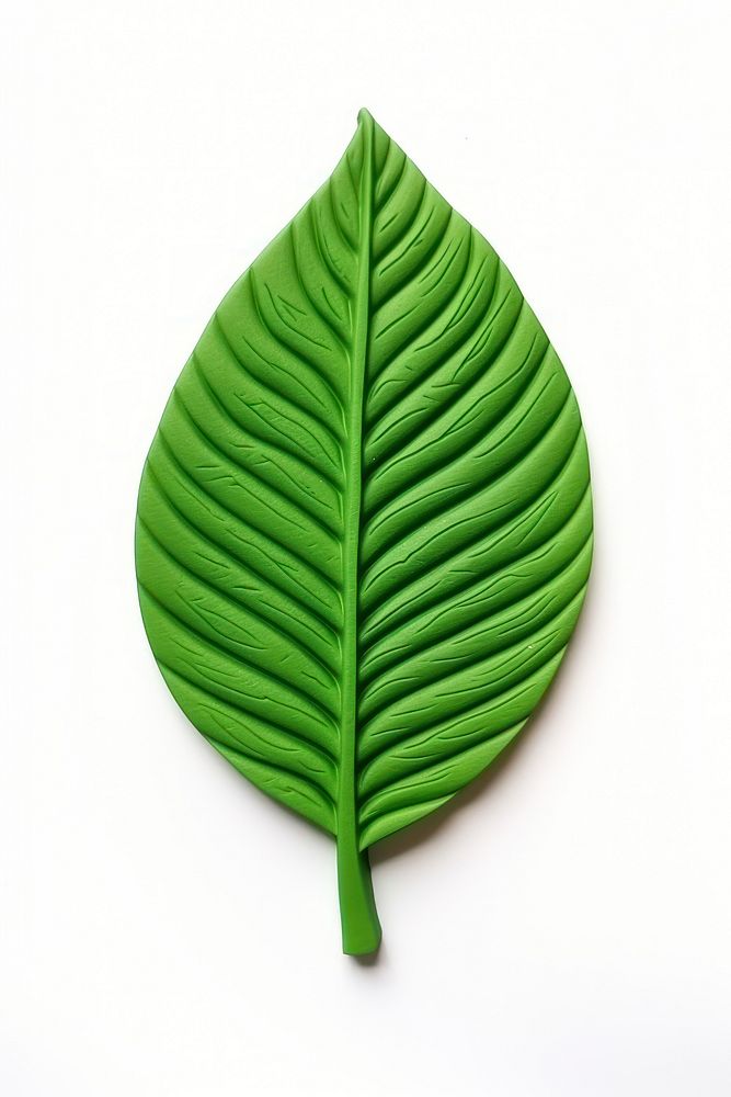 Plasticine of a leaf plant white background annonaceae.