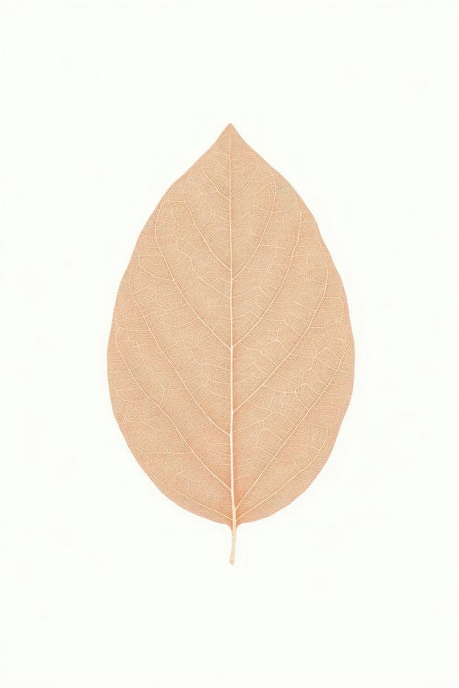 Tree leaf plant white background simplicity.