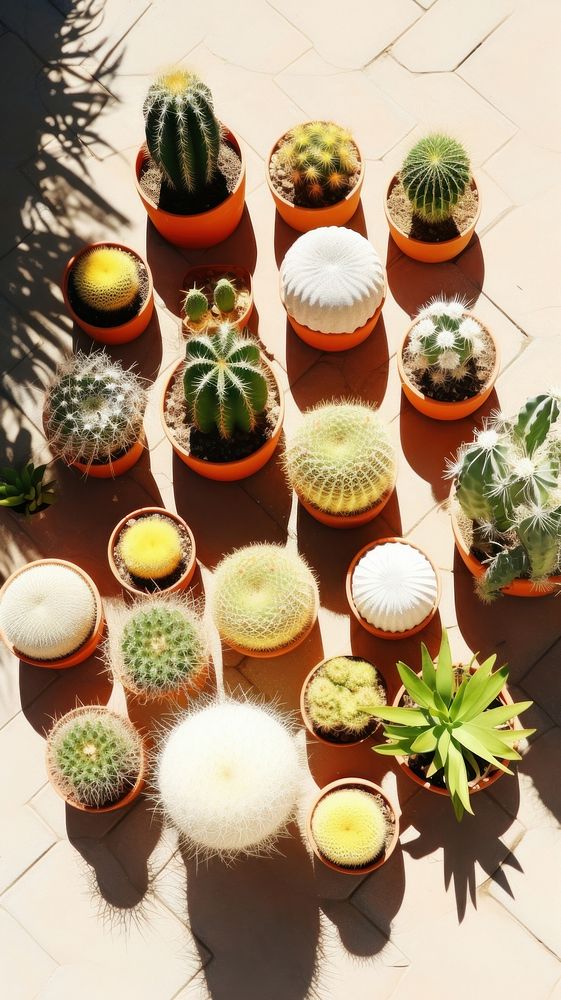 Cactus garden sunlight plant arrangement.