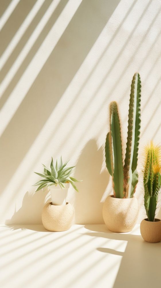Cactus garden windowsill sunlight plant.