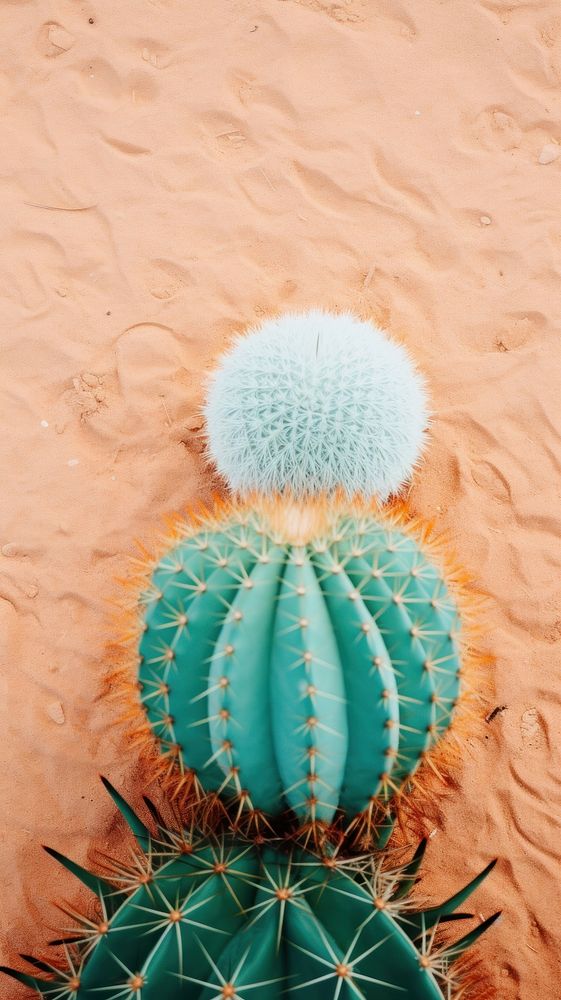 Desert cacti cactus plant tranquility.