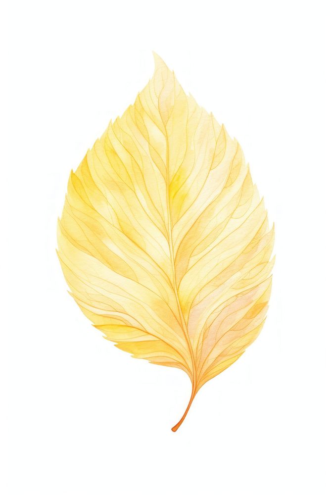 Yellow tree leaf plant petal white background.