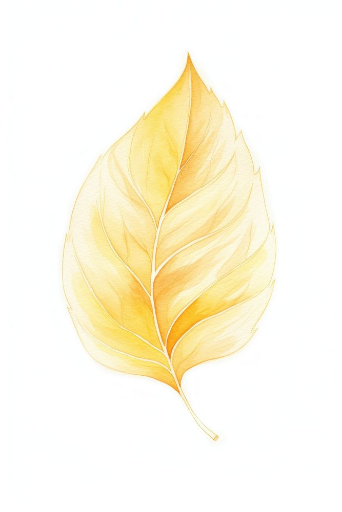 Yellow tree leaf plant white background abstract.