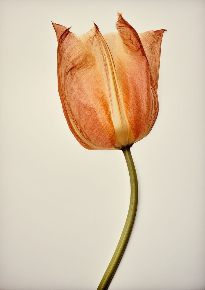 Real Pressed tulip flower petal plant.