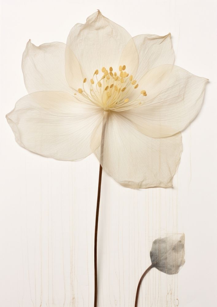 Real Pressed white lotus flower petal plant.