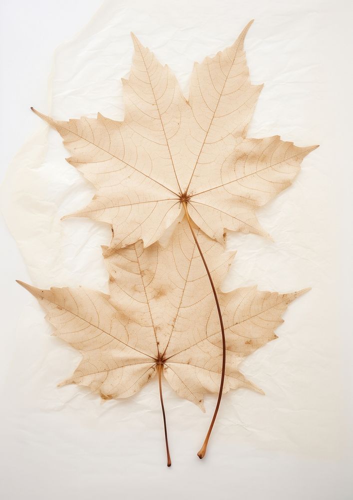 Real Pressed white maple leaves plant paper leaf.