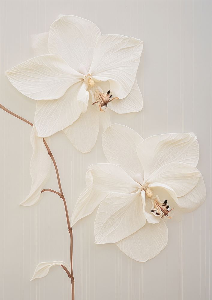 Real Pressed white orchid flowers petal plant inflorescence.