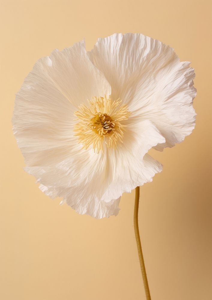 Real Pressed white poppy flower blossom petal.