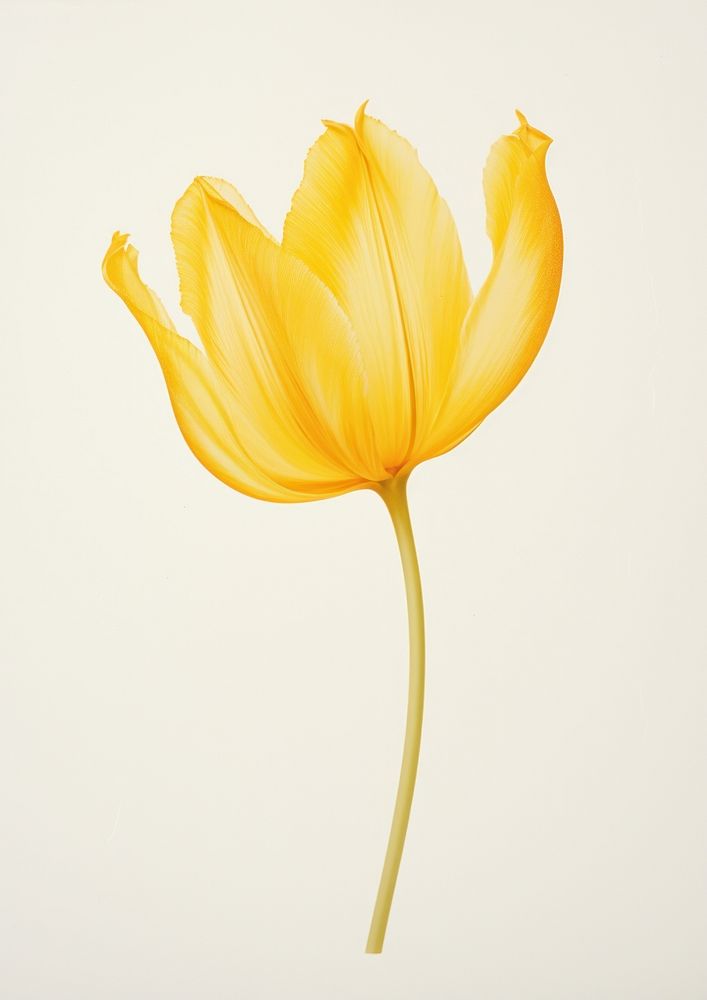 Real Pressed yellow tulip flower petal plant.