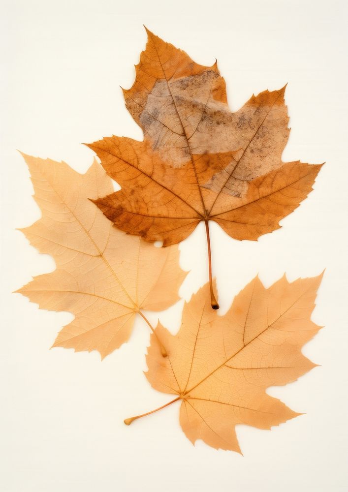 Real Pressed autumn leaves maple plant leaf.