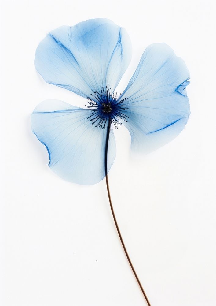 Real Pressed blue flower petal plant inflorescence.