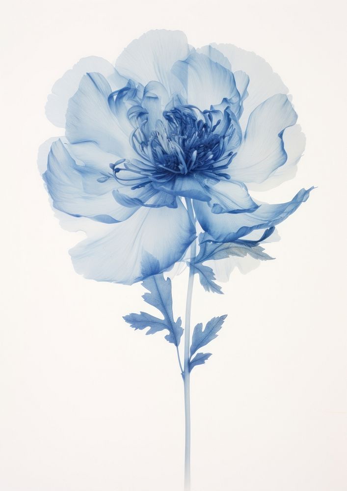 Real Pressed blue peony flower drawing sketch.