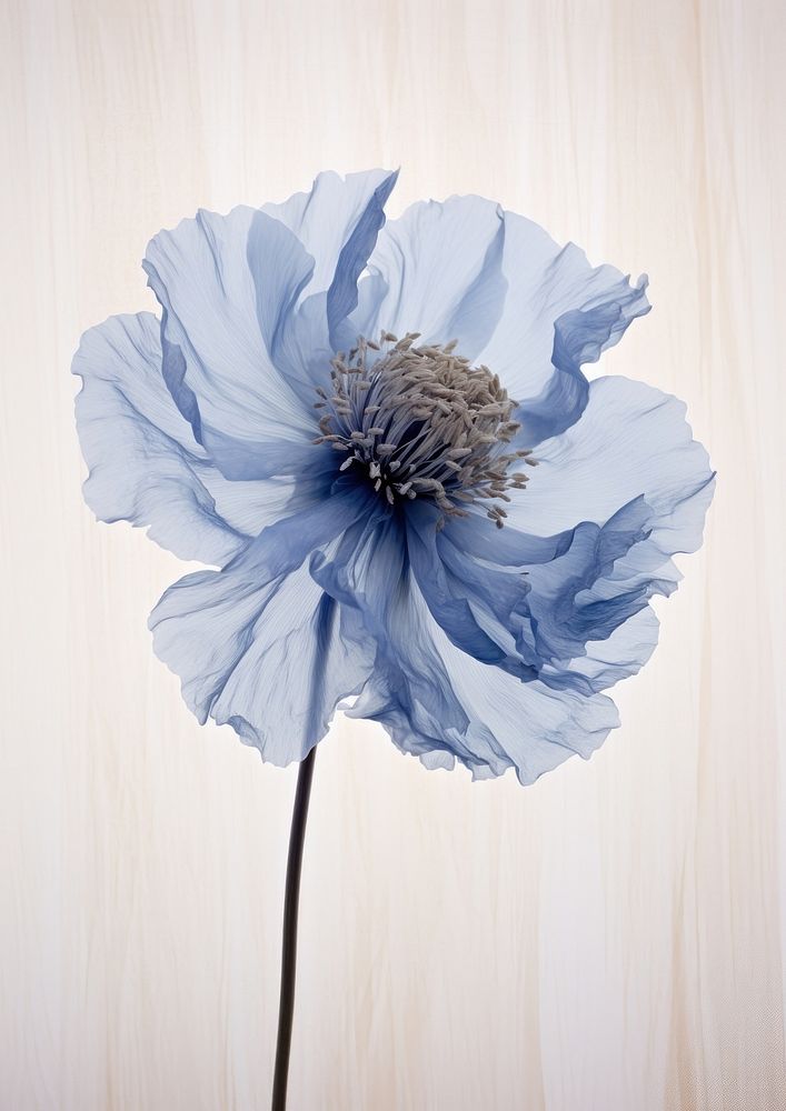 Real Pressed blue peony flower petal plant.