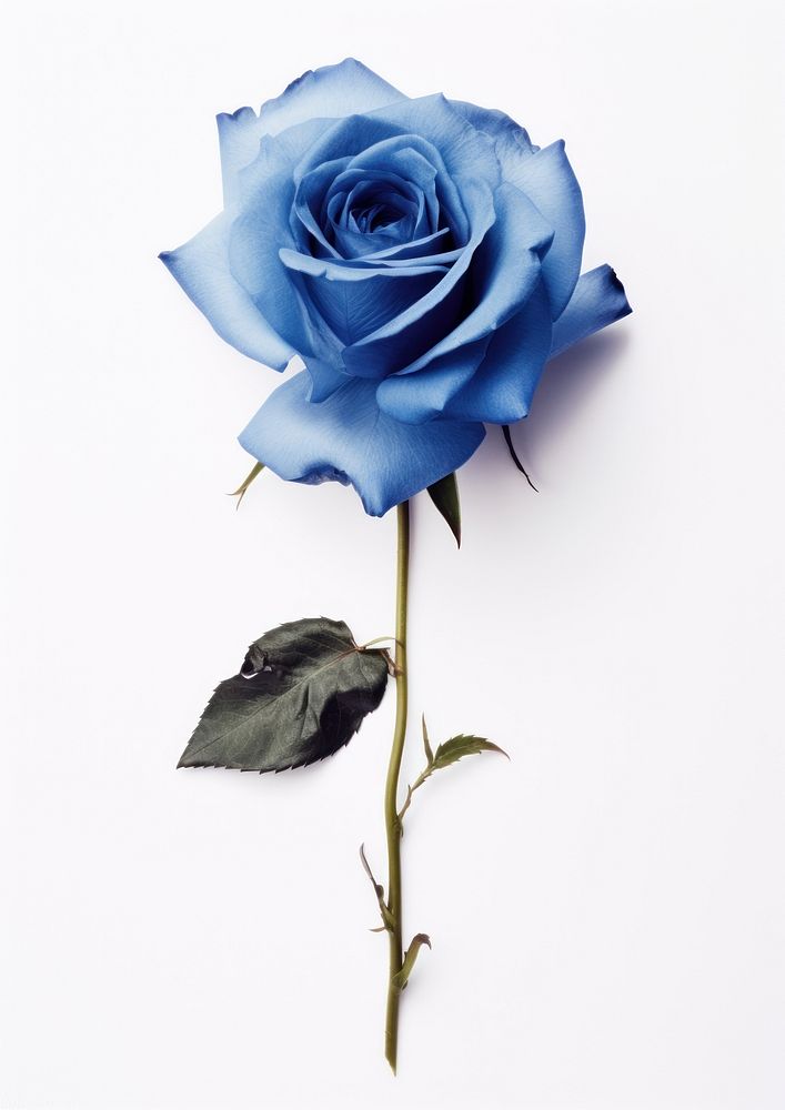 Real Pressed blue rose flower petal plant.