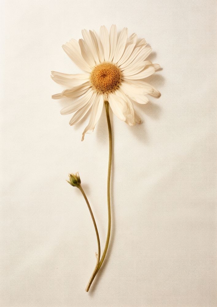Real Pressed daisy flower petal plant.