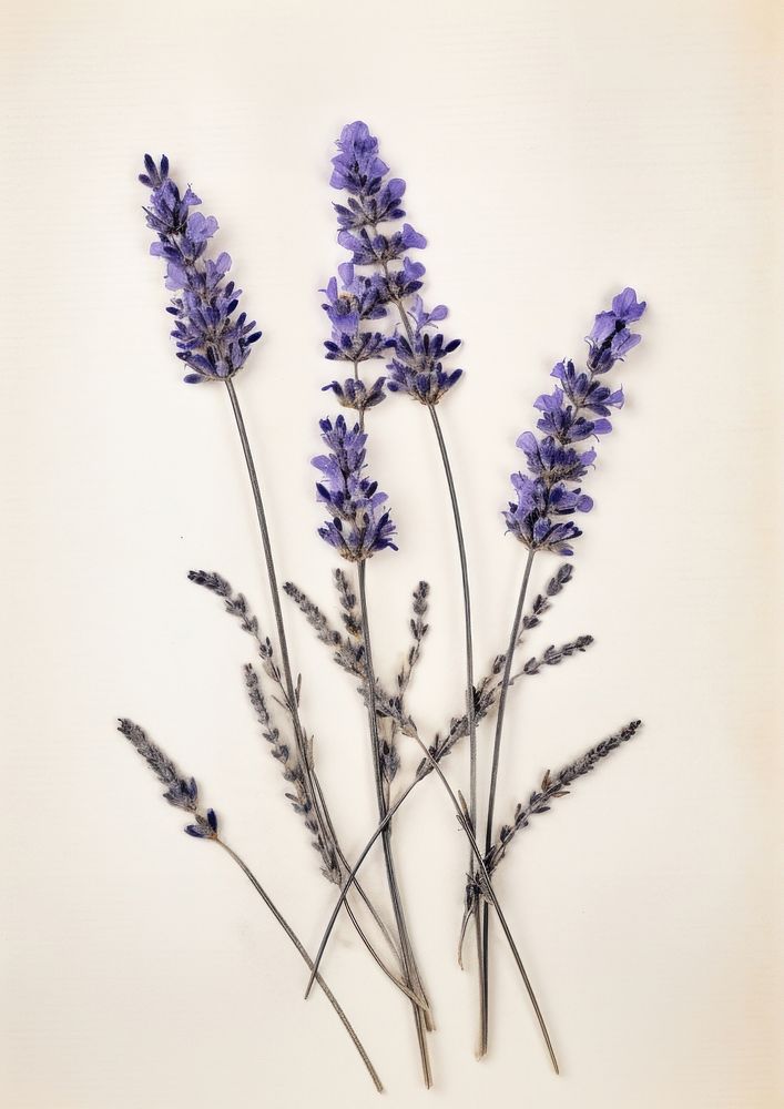 Real Pressed lavender flowers blossom plant herb.