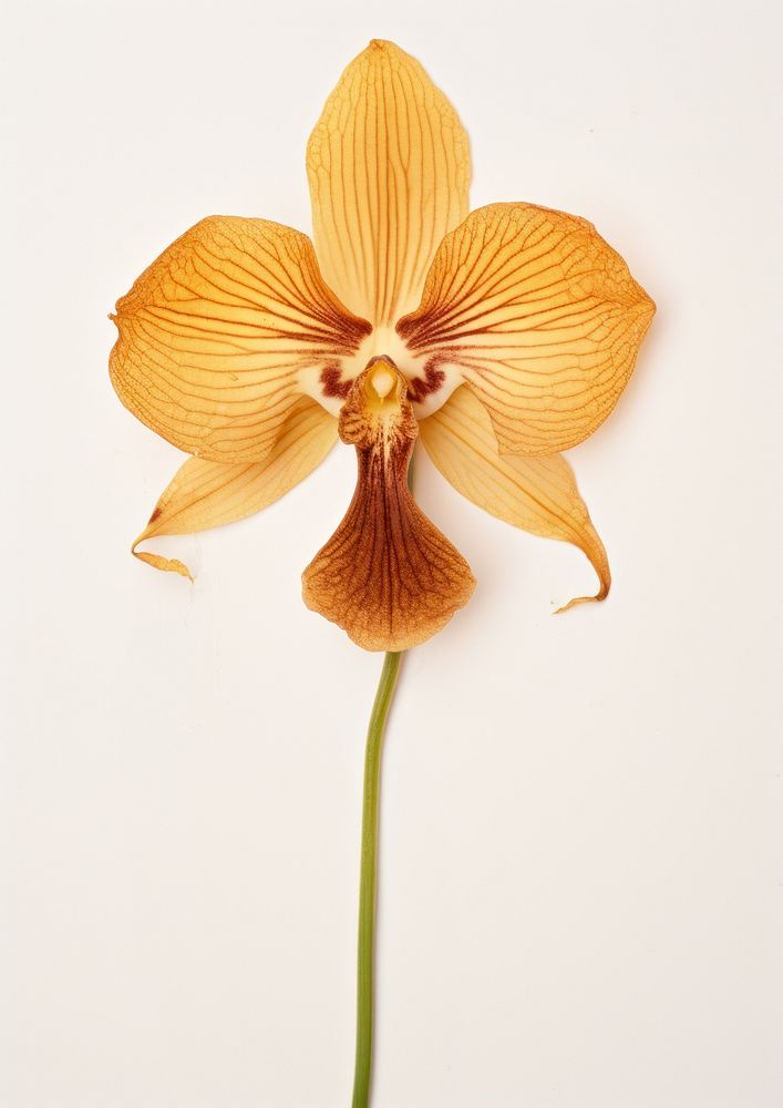 Real Pressed orchid flower petal plant.