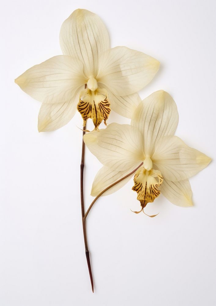 Real Pressed orchid flower petal plant.