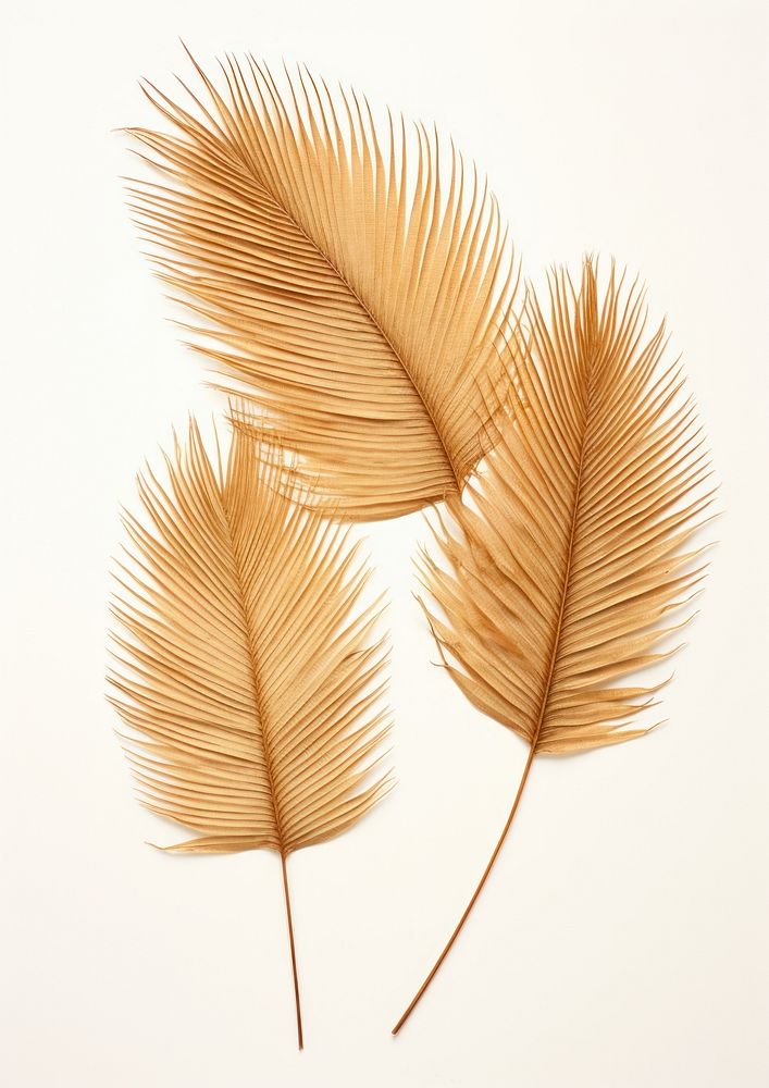 Real Pressed palm leaves plant leaf lightweight.