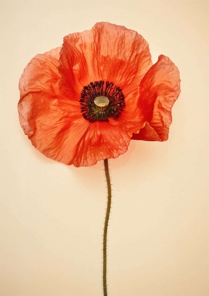 Real Pressed poppy flower plant red.