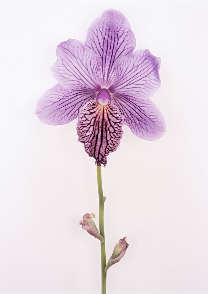 Real Pressed purple orchid flower blossom petal.