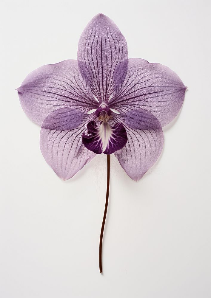 Real Pressed purple orchid flower petal plant.