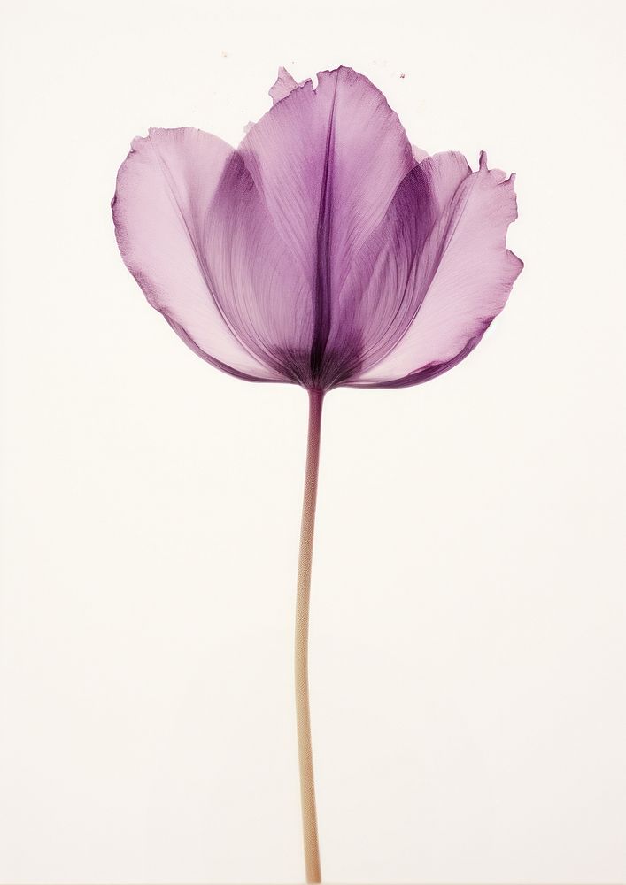 Real Pressed purple tulip flower blossom petal.