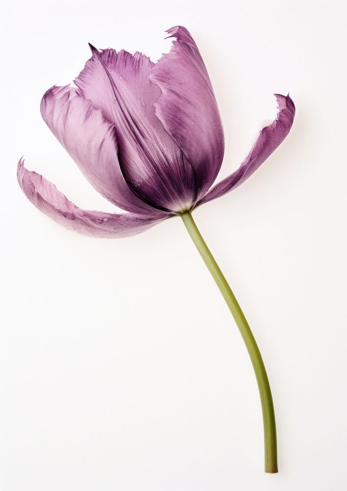 Real Pressed purple tulip flower petal plant.