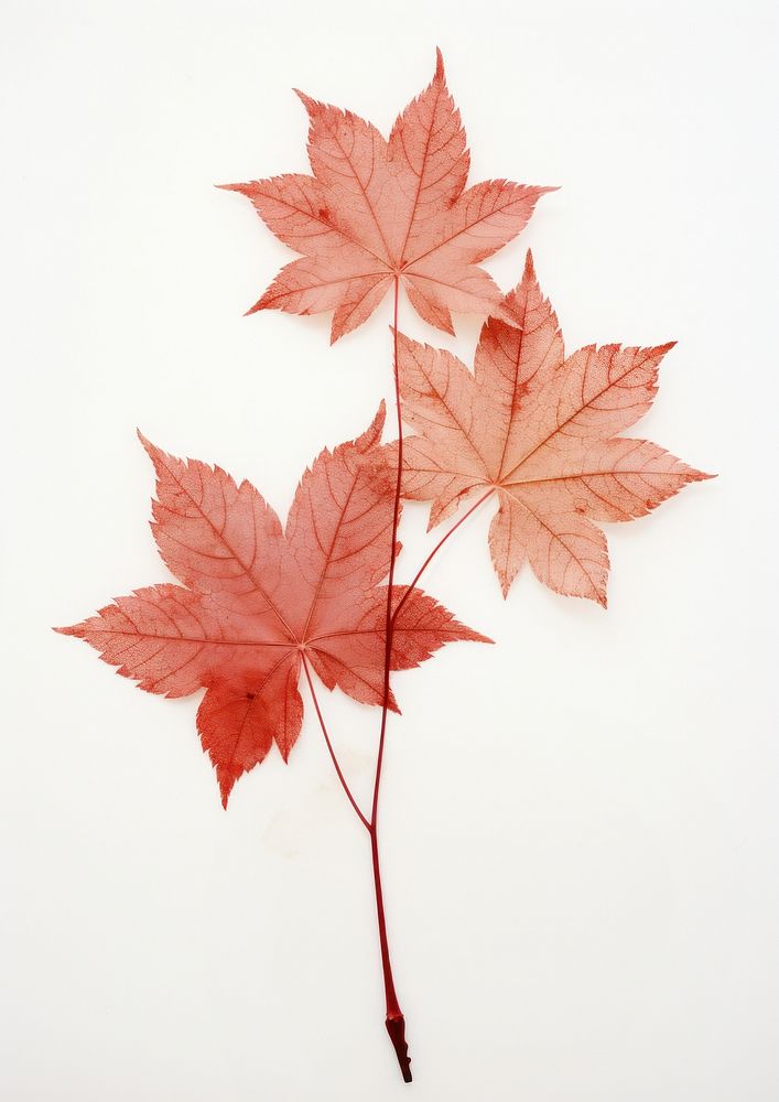 Real Pressed red maple leaves plant leaf tree.