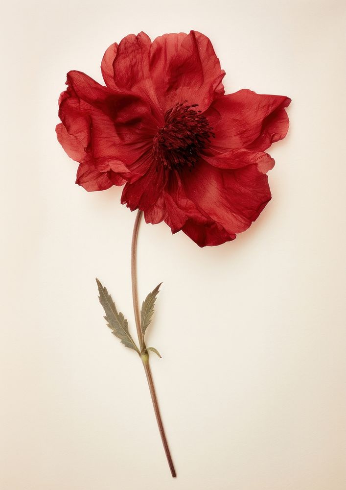 Real Pressed red peony flower petal plant.