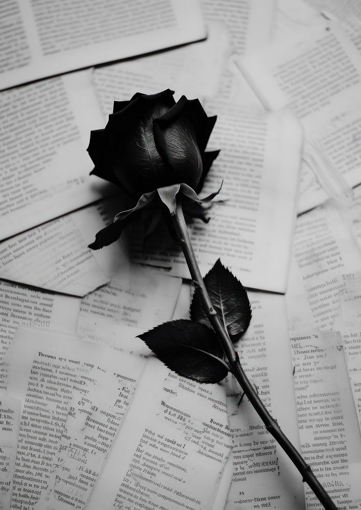 A black rose on the newspaper flower petal plant.