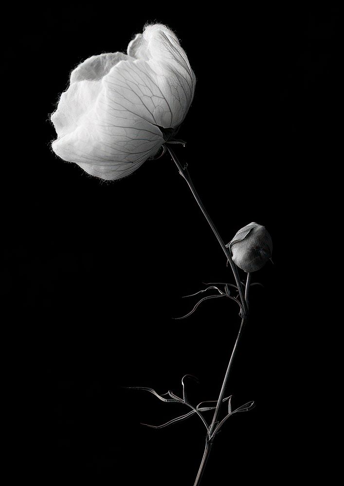 A cotton flower plant petal white.