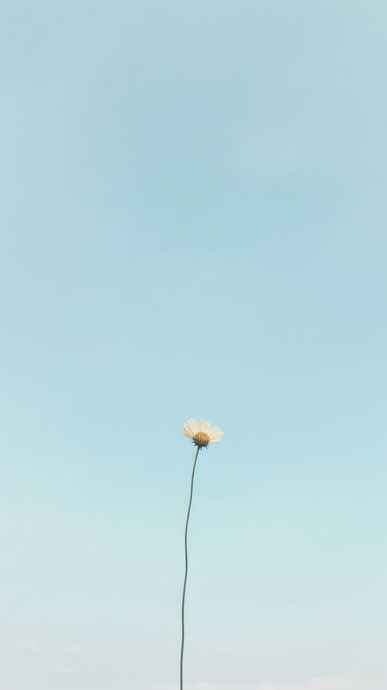 Flower and sky outdoors nature plant. AI generated Image by rawpixel.