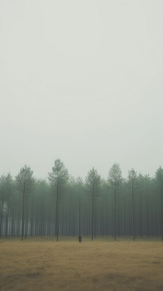 Forest outdoors woodland nature. AI generated Image by rawpixel.