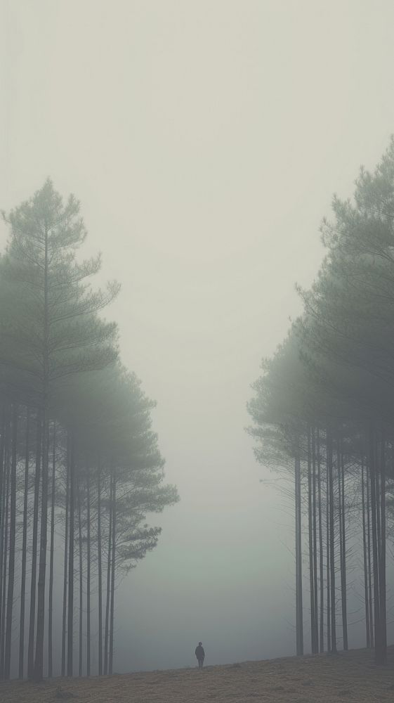Forest outdoors nature mist. AI generated Image by rawpixel.