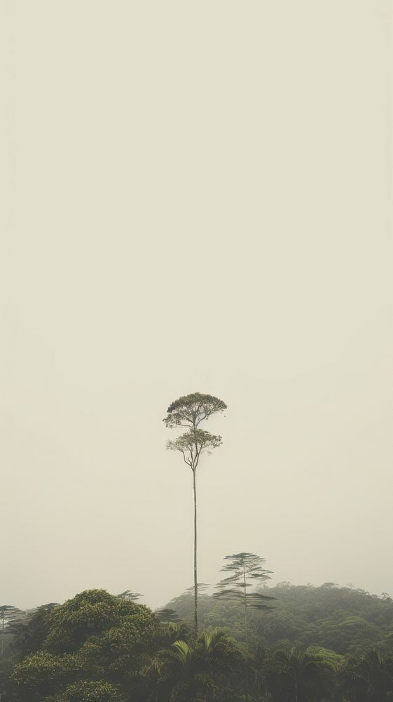 Rainforest outdoors nature plant. AI generated Image by rawpixel.