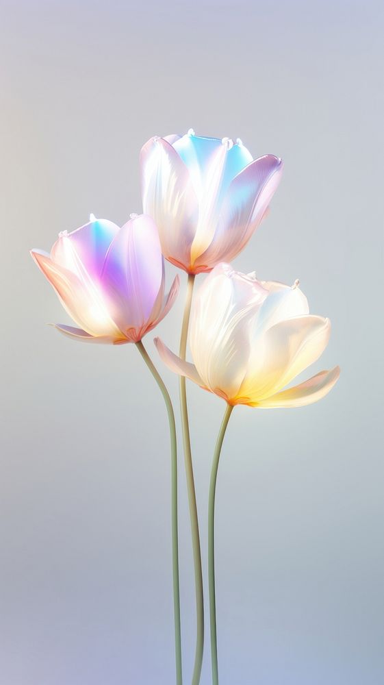 Pastel tulip flowers petal plant inflorescence.