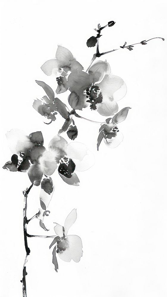 Ink painting minimal of orchid blossom flower plant.