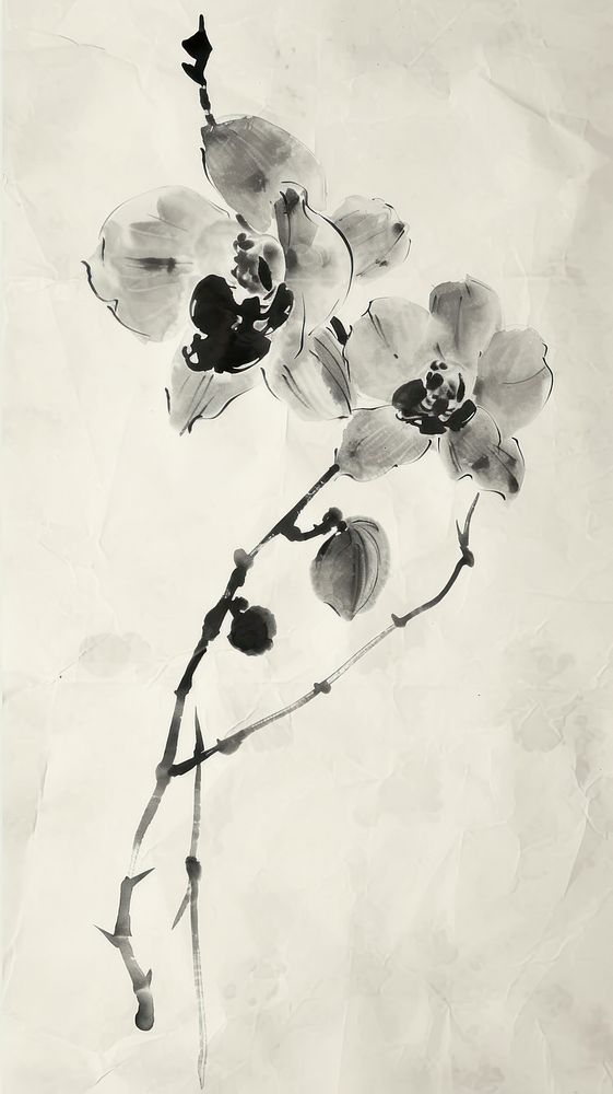 Ink painting minimal of orchid drawing flower nature.