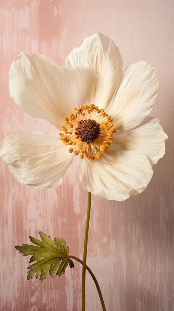 PNG Real pressed anemone flower blossom pollen. AI generated Image by rawpixel.